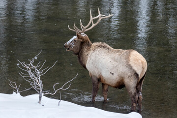 Naklejka na ściany i meble Bull Elk in river