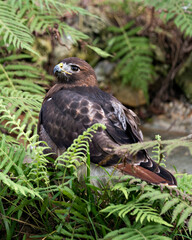 Hawk Bird Stock Photos.  Image. Portrait. Picture. Close-up profile view. Foliage background and foreground. Looking to the left.
