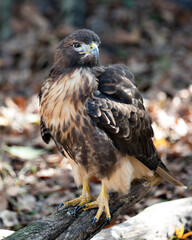 Hawk bird stock photo.  Hawk bird perched on branch with bokeh background.  Hawk picture. Hawk portrait. Hawk image. Hawk bird close-up profile.