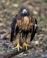 Hawk bird stock photo.  Hawk bird close-up profile view with a bokeh background.