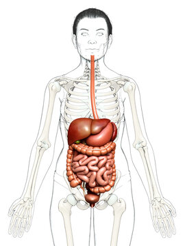 3d rendered medically accurate illustration of female Digestive System