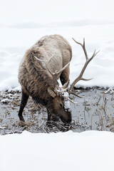 Bull Elk feeding in a running stream