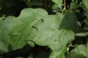 green leaf with rain drops