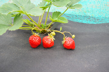 Red strawberry berries on geotextile, mesh for protection