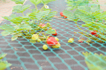 Red strawberries on the geotextile under the net for protection from birds