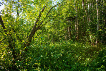 Fototapeta premium Карелия