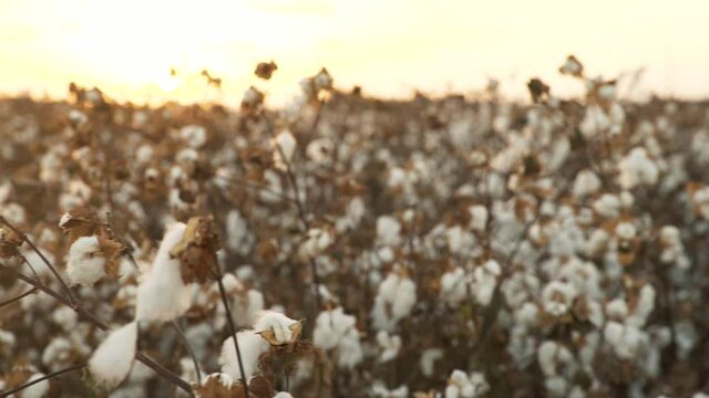 Blooming Cotton Field, Ready For Harvest Under A Golden Sunset - Dolly Left,  Change Focus