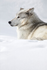 Gray Wolf