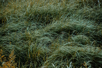 grass