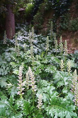 Bear's breeches (Acanthus mollis) in a garden in Florence