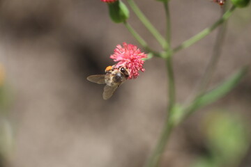 bee on a flower