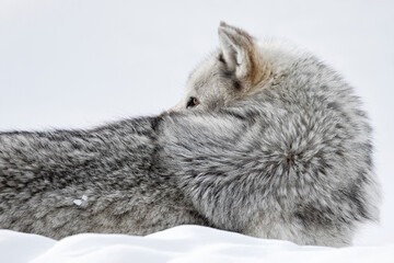 Gray Wolf adult male portrait