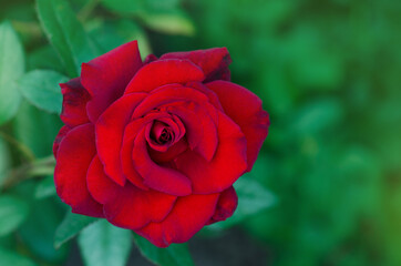 Red rose Kardinal blooming in roses garden