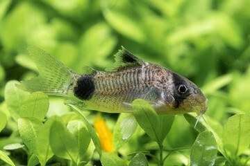 panda Corydoras  Callichthyidae close up