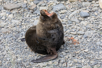 Southern Sea Lion mature male