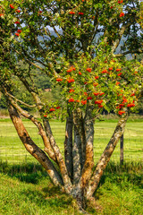 Fototapeta na wymiar Rowan tree with red berries in the countryside