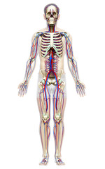 3d rendered medically accurate illustration of the male circulatory and skeleton system
