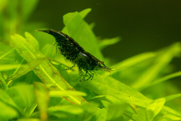 macro dwarf shrimp aquarium  color