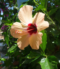Hibiskus © Karin