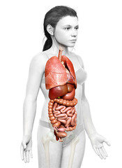 3d rendered medically accurate illustration of young girl Internal organs