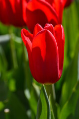 Eine rote Tulpe zwischen gr&uuml;ne Bl&auml;tter, von der Sonne teilweise durchleuchtet. In Hintergrund sieht man noch andere rote Tulpen.
