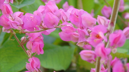pink flowers in a garden