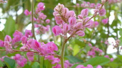 pink flowers in the garden