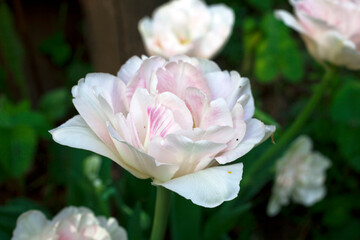 Bouquet of white tulips in the garden.