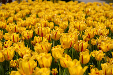 Field of yellow with red tulips. Summer flower landscape. Field of yellow with red flowers. Flower background.