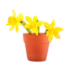Beautiful yellow daffodils in a clay flowerpot isolated on a white background.