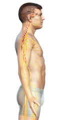 Fototapeta premium 3d rendered medically accurate illustration of a male nervous system
