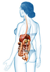 3d rendered medically accurate illustration of female Digestive System
