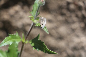 bud of a plant