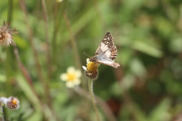butterfly on a flower