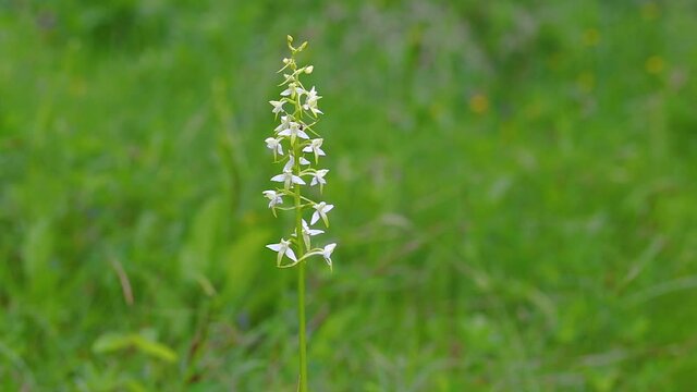 Platanthera bifolia, commonly known as the lesser butterfly-orchid is a species of orchid in the genus Platanthera. Macro video of wild orchid Lesser butterfly orchid (Platanthera bifolia)
