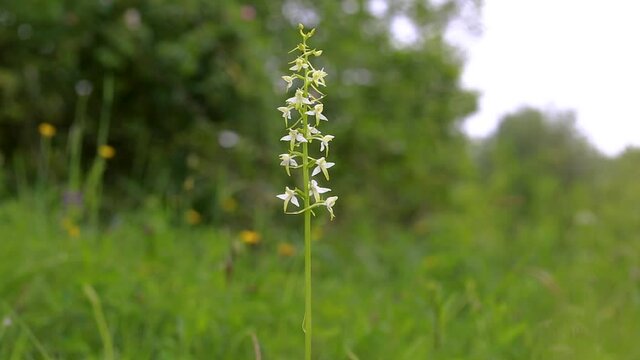 Platanthera bifolia, commonly known as the lesser butterfly-orchid is a species of orchid in the genus Platanthera. Macro video of wild orchid Lesser butterfly orchid (Platanthera bifolia)
