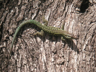 Lizard pausing at a tree
