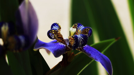 Blue and violet Orchid flower. Beautiful flower in a garden.