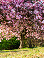 Cherry blossom in the afternoon sun