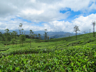 Tea plantation, Kerala, India