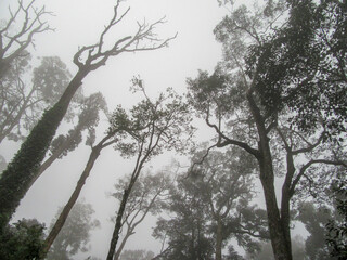 Trees in the mist, Kerala, India