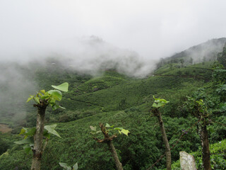 A blanket of fog over the tea plantations of Kerala, India