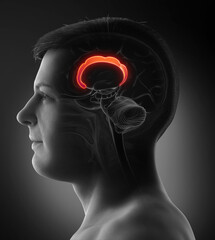 3d rendered medically accurate illustration of the brain anatomy