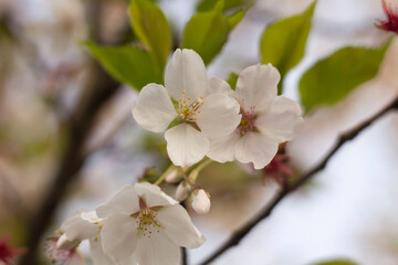 Fototapeta na wymiar beautiful blooming white sakura flowers