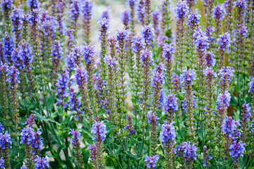 Obraz premium many flowers of medicinal sage grows in the garden on a summer day. lilac flowers