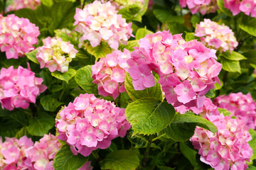 many small pink hydrangea flowers on branches with leaves in the garden
