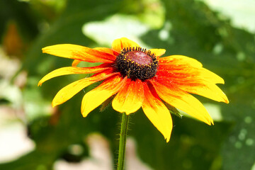 Rudbeckia bicolor flower on a blurry green background grows in the garden