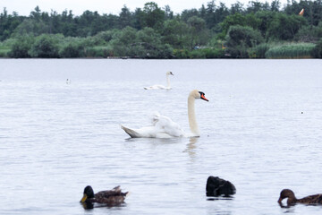 in summer, two White swans and grey ducks swim in the river during the day . birds in the wild