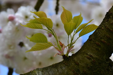 Ein junger Trieb von einem Apfelbaum Ast mit hell grünen Blätter auf einem unscharfen Hintergrund von weißen und rosa Blüten und blauen Himmel .