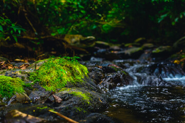 small stream in the forest